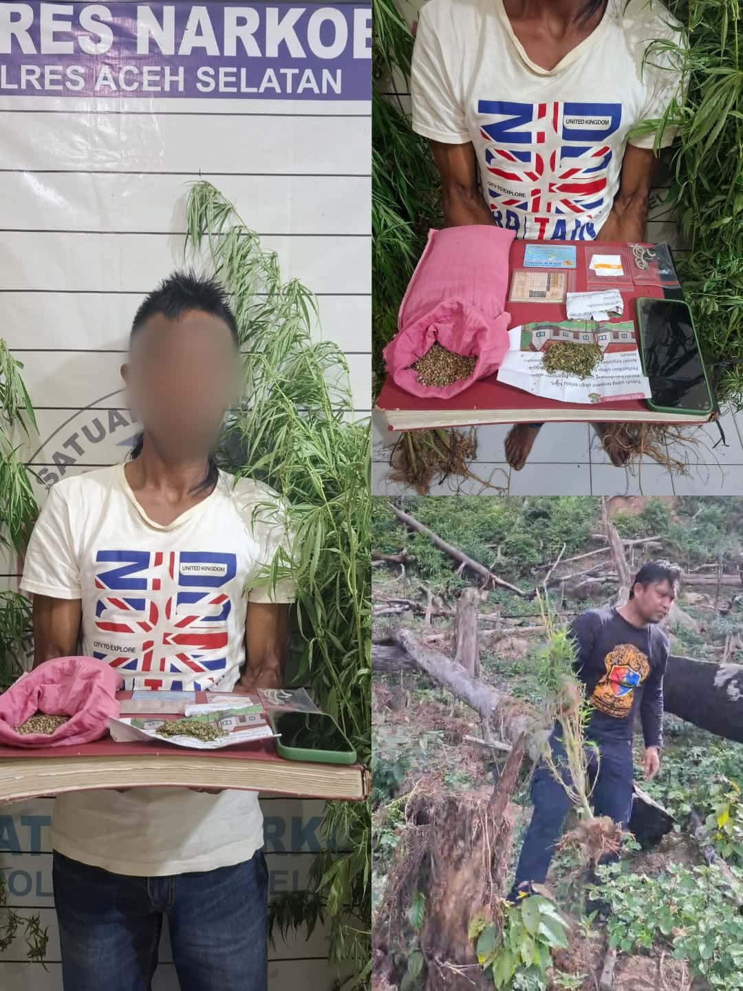 Polres Aceh Selatan Berhasil Musnahkan Ladang Ganja