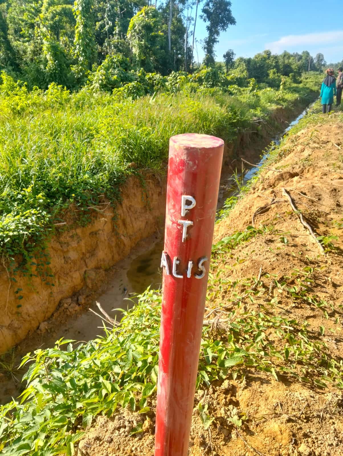 Tanpa HGU, Aktivitas PT ALIS Ancam Jantung Ekosistem Leuser di Rawa Singkil