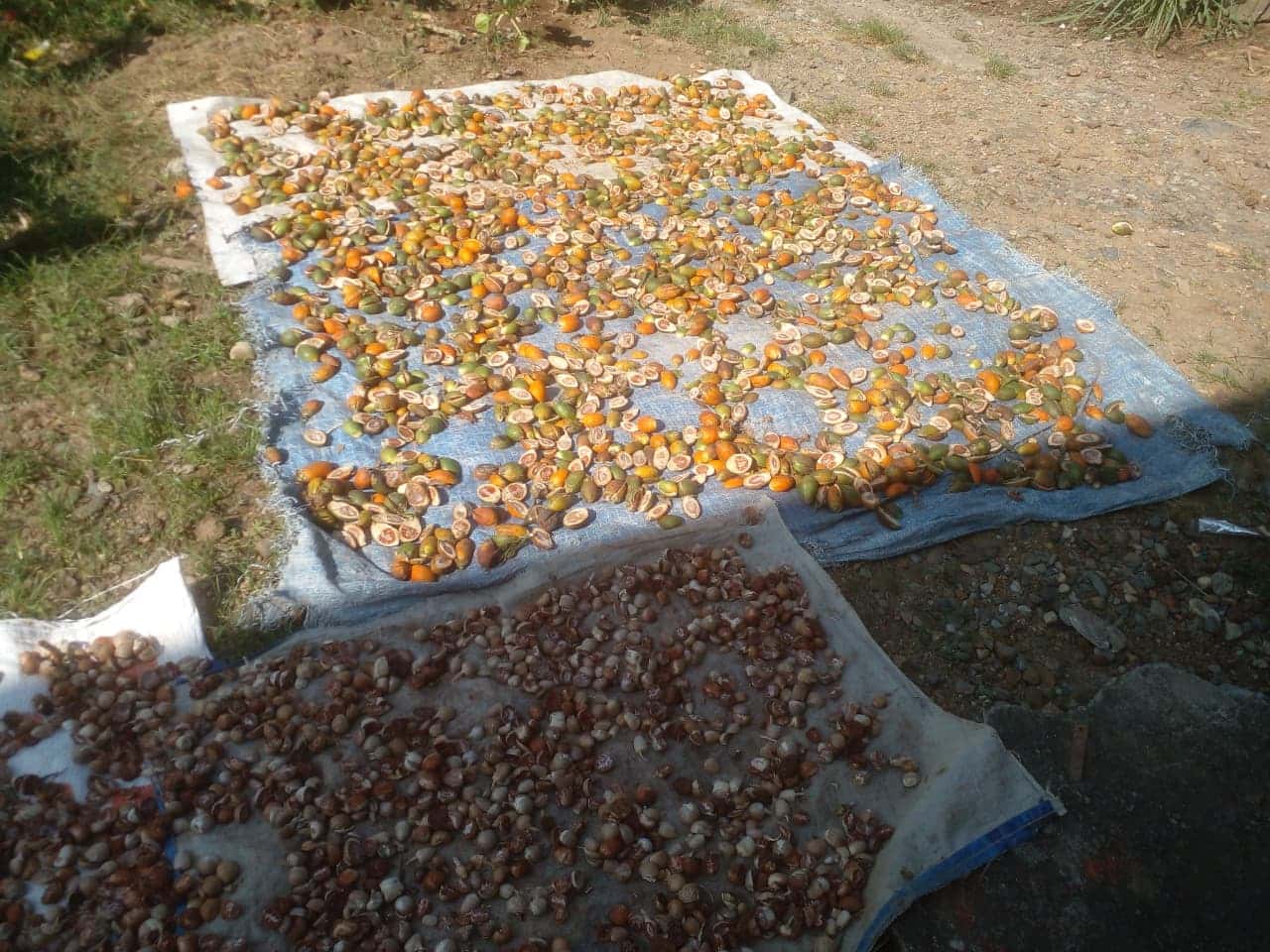 Harga Pinang di Montasik Naik Dua Kali Lipat di Awal 2026, Petani Masih Keluhkan Ketidakpastian Pasar