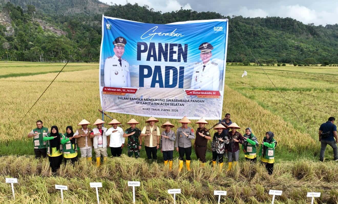 Panen Raya di Kluet Timur, Bupati Mirwan dan Kadis Pertanian Tegaskan Kesiapan Dukung Swasembada Pangan