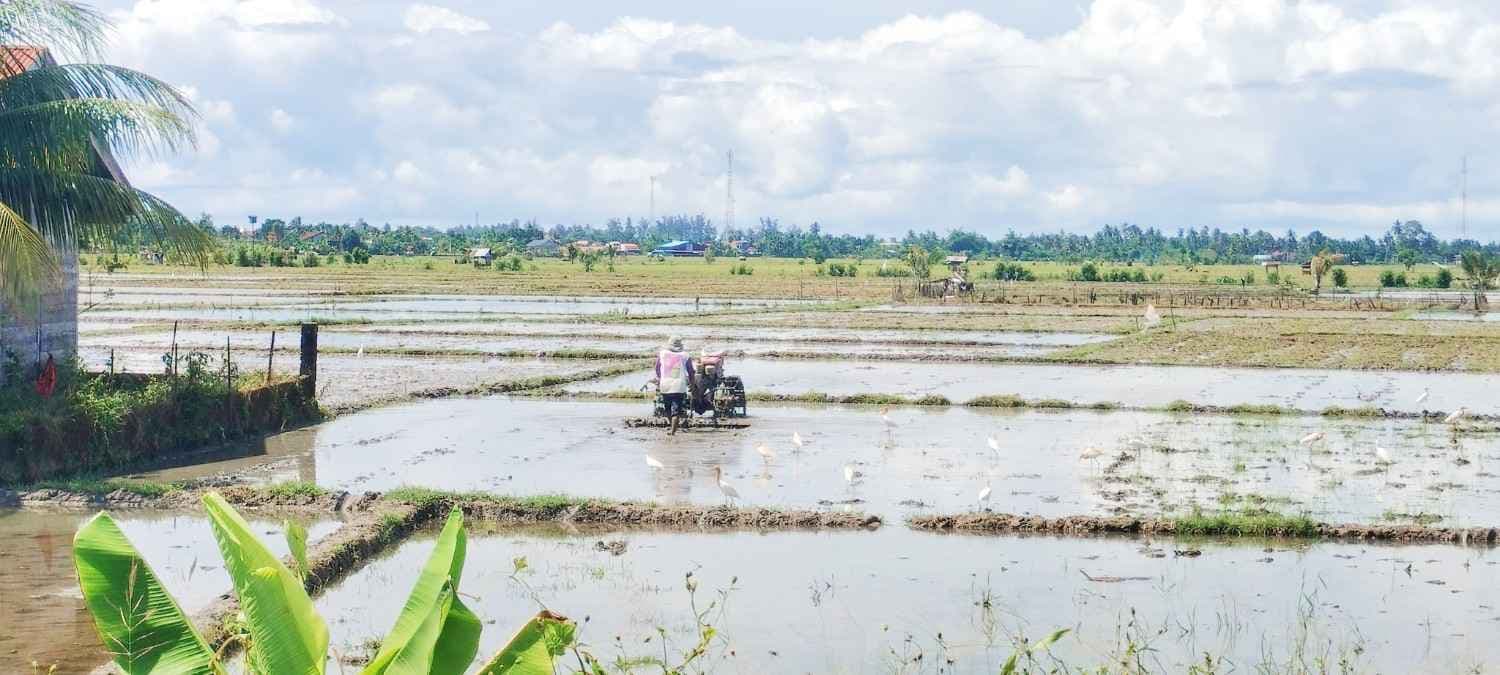 Jaga Stabilitas Harga di Pasar, Petani Abdya Mulai Bajak Sawah Gadu 2025