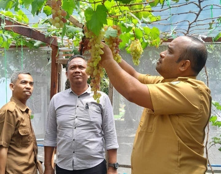 SMKN 1 Peureulak Budidayakan Anggur, Kini Panen Kedua