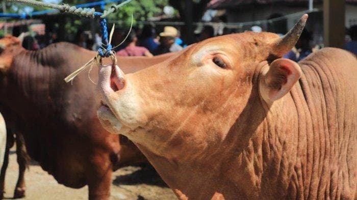 Kemenag Aceh Tenggara Sembelih 22 Ekor Sapi pada Lebaran Idul Adha 1446 H