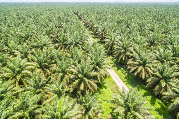 Harga Sawit di Aceh Singkil Naik Dua Kali pada September