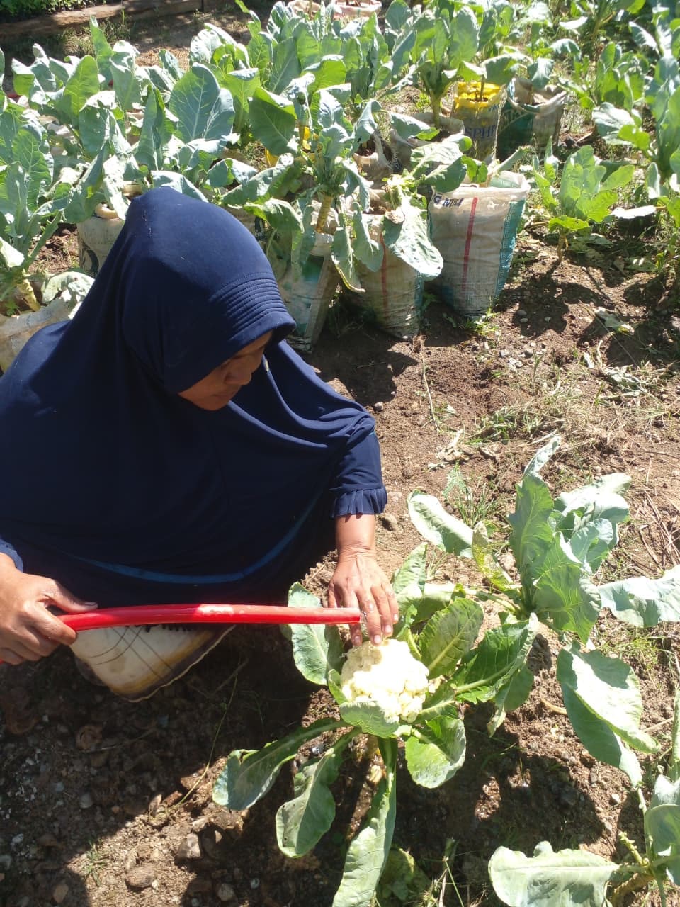 Lawan Fluktuasi Harga Sembako, Ibu Rumah Tangga di Ateuk Monpanah Simpang Tiga, Sukses Budidaya Kembang Kol Media Karung Bekas