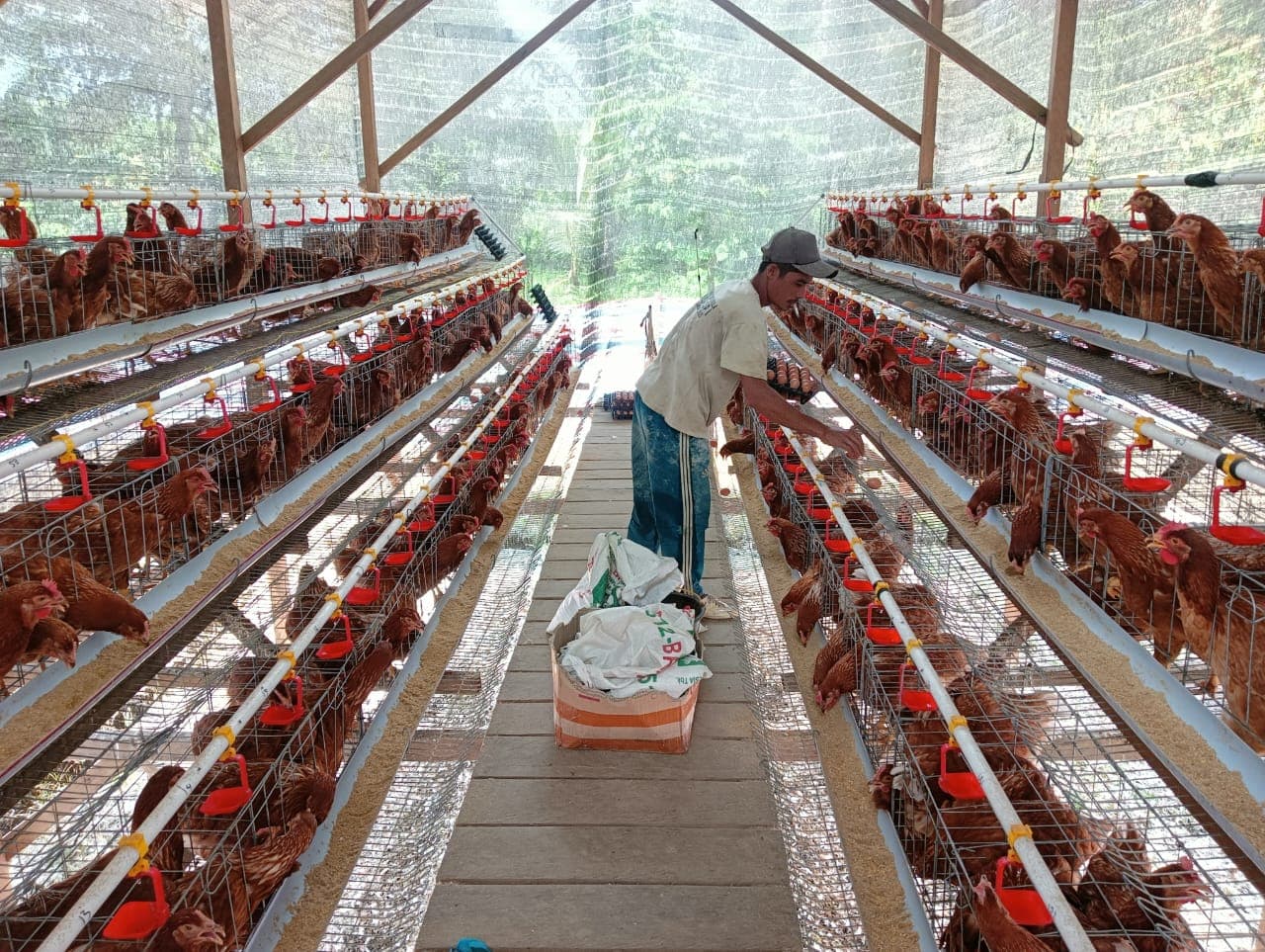 Perkuat Ekonomi Desa, BUMG Pulokambing Kembangkan Usaha Ayam Petelur dengan Pakan Mandiri