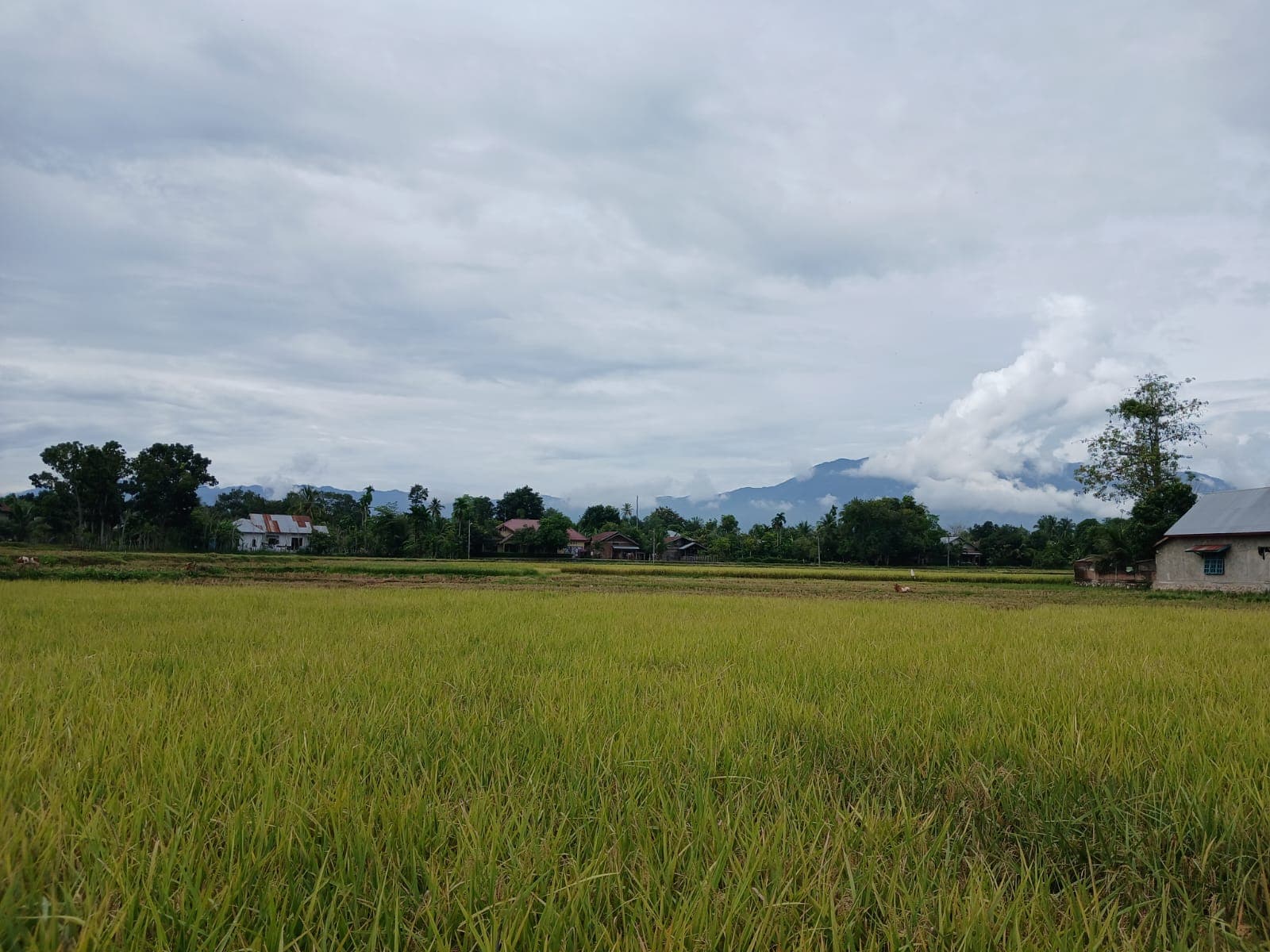 Harga Gabah di Aceh Besar Stabil Tinggi Jelang Panen Raya