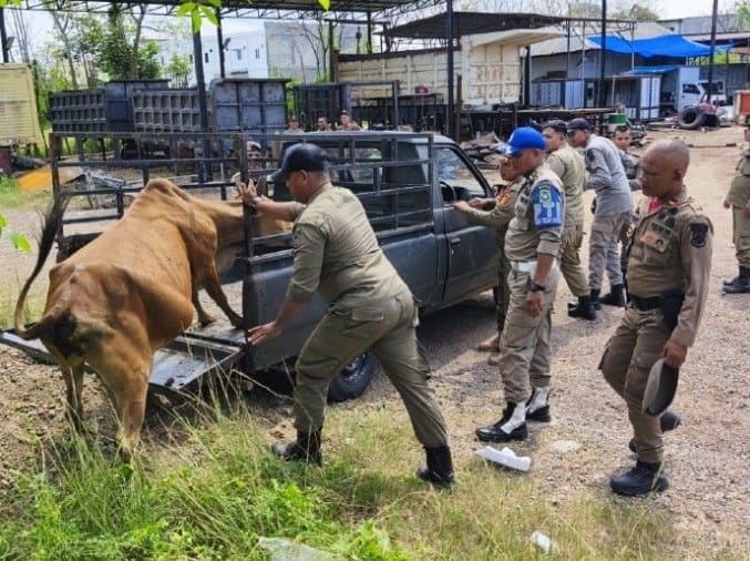 Satpol PP Aceh Besar Tertibkan Ternak Berkeliaran di Jalan Soekarno Hatta, Empat Sapi Diamankan