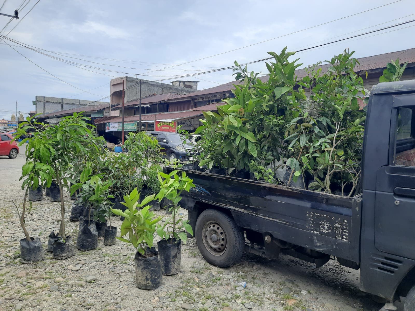 Bibit Tanaman Buah Unggul Asal Sumatera Utara Ramaikan Pasar Kedai Runding