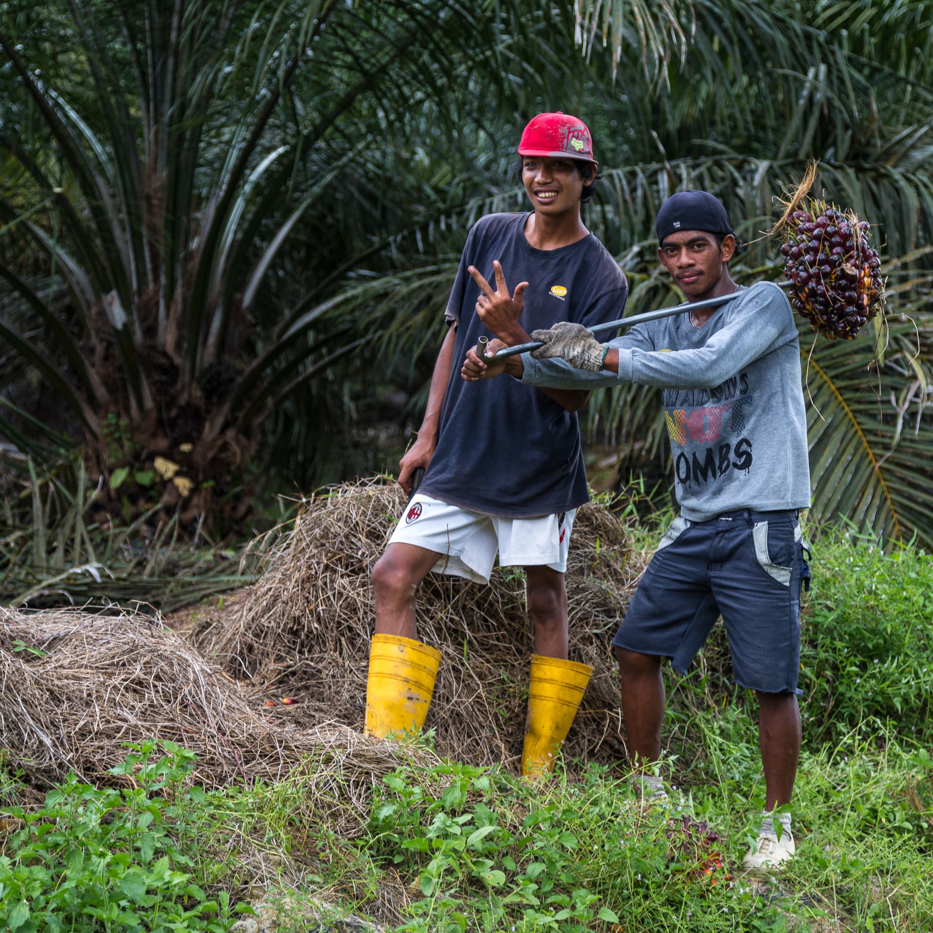 Pekerja memanen tandan buah kelapa sawit di perkebunan sawit yang limbahnya diolah menjadi pakan ternak ekonomis