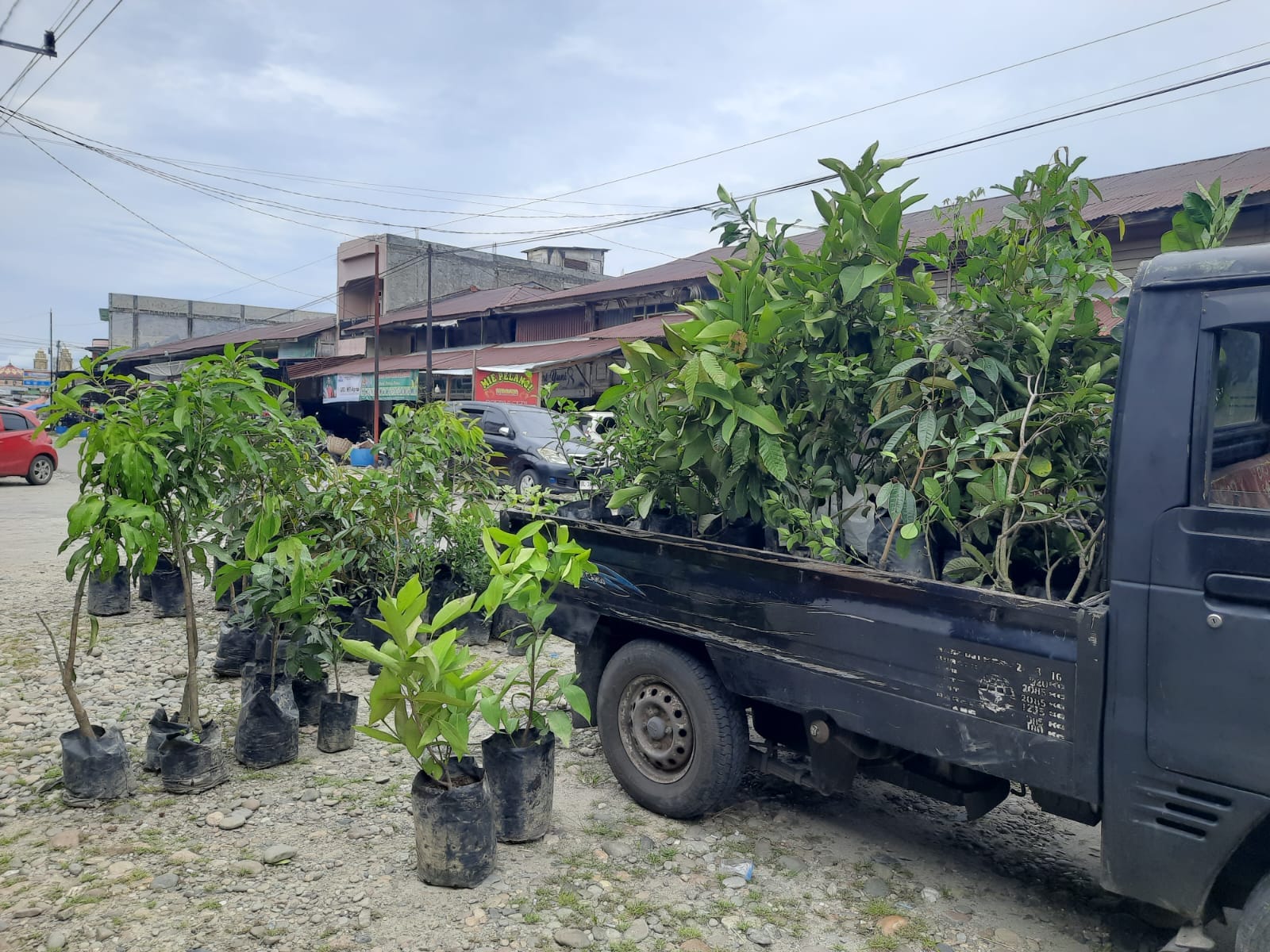 Bibit Tanaman Buah Unggul Asal Sumatera Utara Ramaikan Pasar Kedai Runding