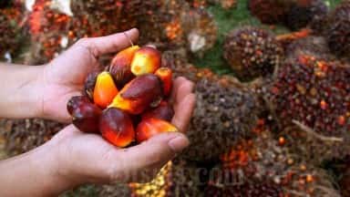 Begini Prediksi Harga CPO Di 2025