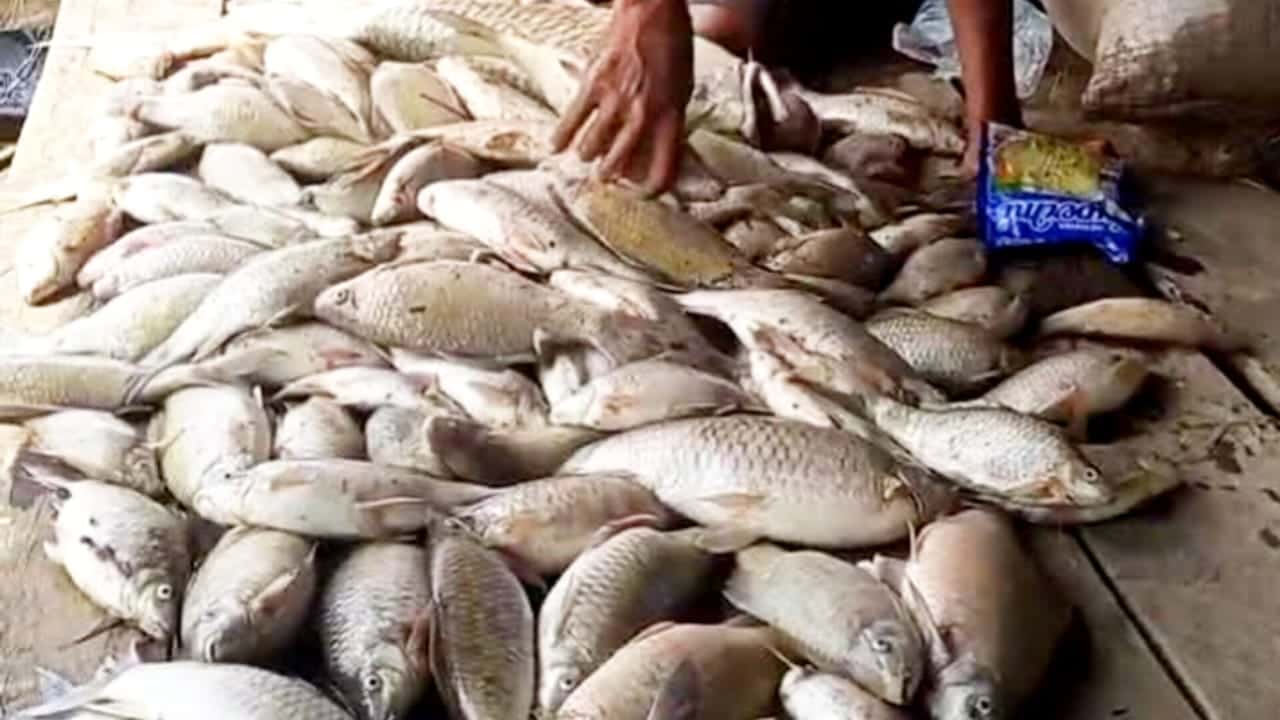 Ikan Mati di Sungai Batu-Batu Jadi Misteri