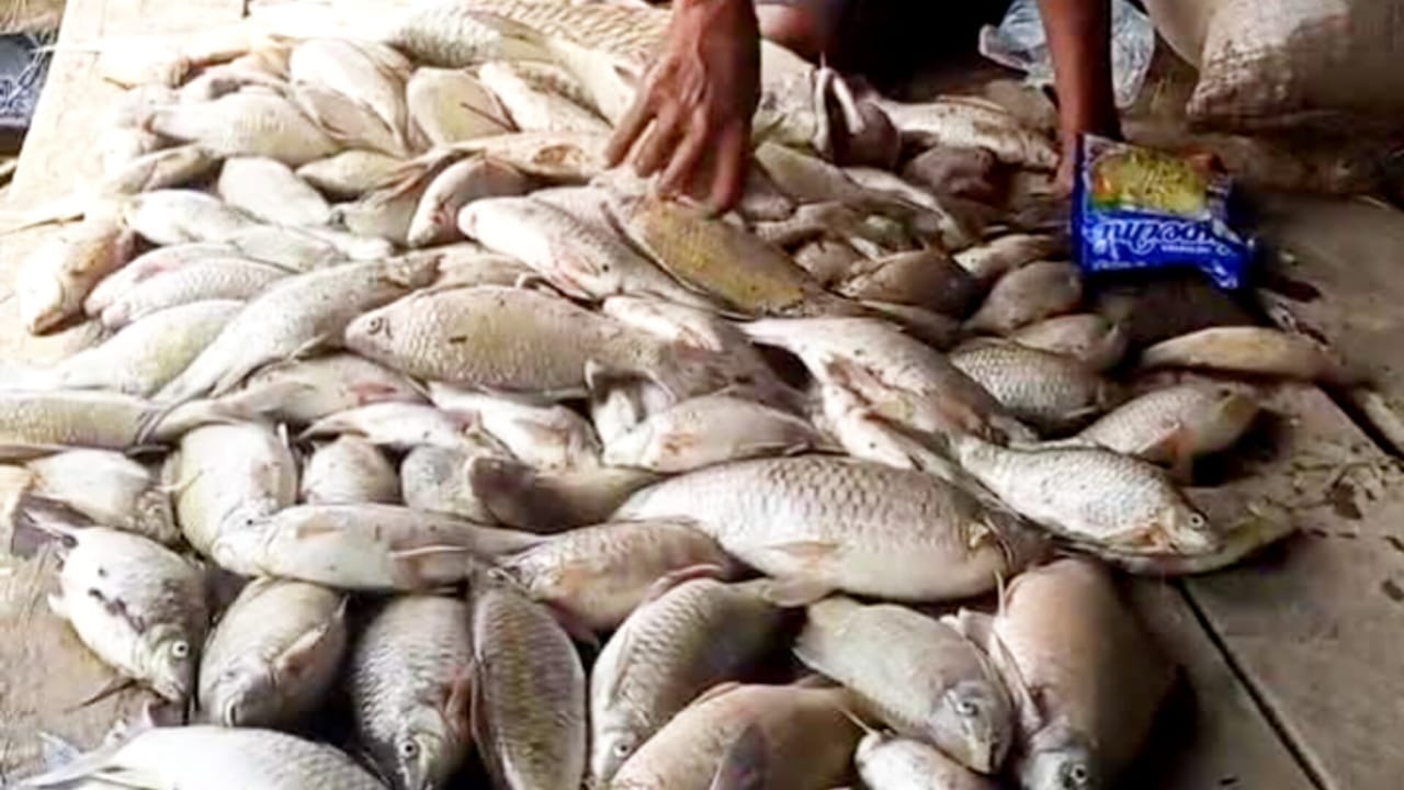 Ikan Mati di Sungai Batu-Batu Jadi Misteri