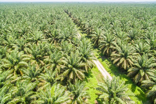 Harga Sawit di Aceh Singkil Naik Dua Kali pada September