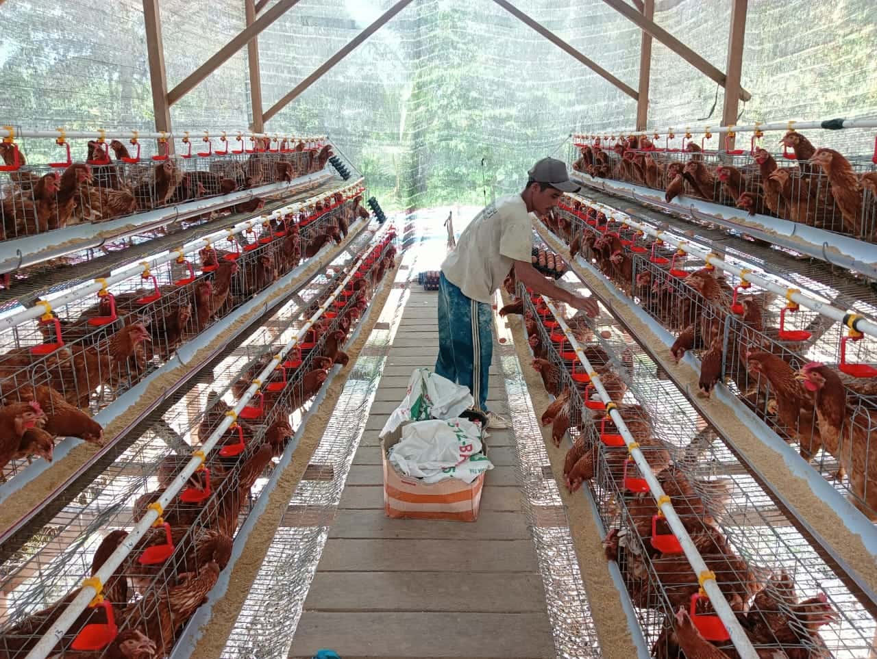 Perkuat Ekonomi Desa, BUMG Pulokambing Kembangkan Usaha Ayam Petelur dengan Pakan Mandiri