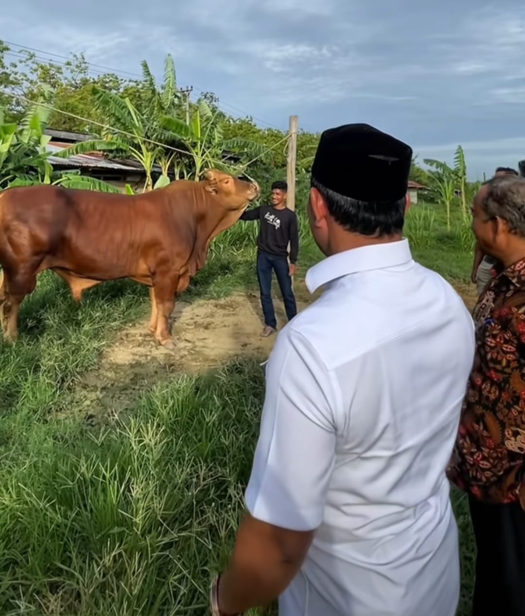 Sapi Kurban Presiden untuk Aceh Besar Capai Bobot 1.024 Kilogram