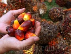 Begini Prediksi Harga CPO Di 2025