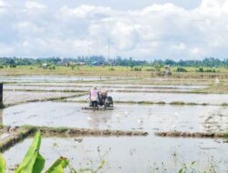 Jaga Stabilitas Harga di Pasar, Petani Abdya Mulai Bajak Sawah Gadu 2025