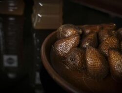 Manfaat Makan Buah Salak, Salah Satunya Cegah Sembelit