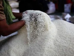 Memasuki Masa Panen, Harga Beras Di Aceh Selatan Mulai Stabil