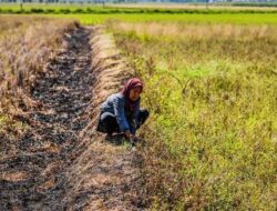 Ini Prediksi BMKG Terkait Kemarau 2025