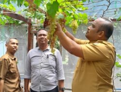 SMKN 1 Peureulak Budidayakan Anggur, Kini Panen Kedua