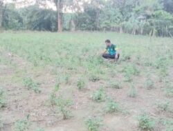 SMKN 1 Simpang Jernih Budidayakan Nilam di Lahan Seluas 1 Hektare