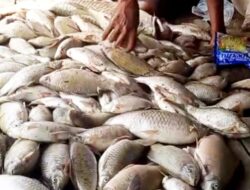 Ikan Mati di Sungai Batu-Batu Jadi Misteri