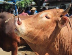Kemenag Aceh Tenggara Sembelih 22 Ekor Sapi pada Lebaran Idul Adha 1446 H