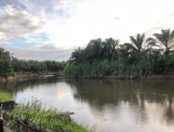 Sungai Simolab Kembali Tercemar, Diduga kuat dari Limbah Pabrik Kelapa Sawit