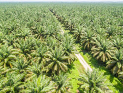 Harga Sawit di Aceh Singkil Naik Dua Kali pada September