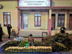 Polres Bireuen Berhasil Ungkap Kasus Narkotika, Satu Pelaku dan 154 Kg Ganja Diamankan