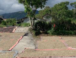 Harga Kopi Robusta Aceh Naik, Petani Kini Nikmati Rp 23–24 Ribu per Bambu