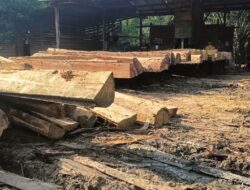 Kilang Kayu di Jambo Dalem Diduga Ilegal, DPRK Aceh Selatan Desak APH Bertindak Tegas