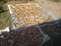 Harga Pinang di Montasik Naik Dua Kali Lipat di Awal 2026, Petani Masih Keluhkan Ketidakpastian Pasar