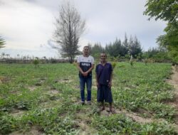 Menjemput Berkah Ramadan dari Lahan 3 Rantee: Petani Semangka Suak Bakong Targetkan Panen 2 Ton