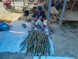 Umbut Rotan “Semuling” Musiman, Cita Rasa Kampung yang Dirindukan Saat Puasa