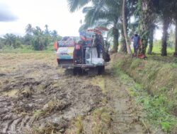 Petani Kluet Utara Menjerit: Harga Gabah Rendah, Ongkos Panen dan Angkut Melambung