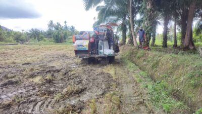 Petani Kluet Utara Menjerit: Harga Gabah Rendah, Ongkos Panen dan Angkut Melambung