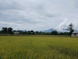 Harga Gabah di Aceh Besar Stabil Tinggi Jelang Panen Raya