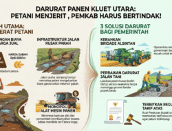 Petani Kluet Utara Menjerit, Pemkab Aceh Selatan Jangan “Tidur” di Musim Panen, Segera bertindak