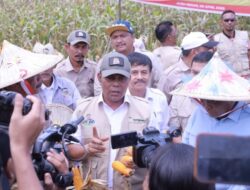 Panen Raya Jagung 100 Hektare di Indrapuri, Bukti Optimalisasi Lahan Tidur