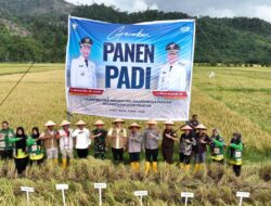 Panen Raya di Kluet Timur, Bupati Mirwan dan Kadis Pertanian Tegaskan Kesiapan Dukung Swasembada Pangan