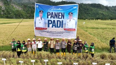 Panen Raya di Kluet Timur, Bupati Mirwan dan Kadis Pertanian Tegaskan Kesiapan Dukung Swasembada Pangan