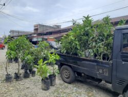 Bibit Tanaman Buah Unggul Asal Sumatera Utara Ramaikan Pasar Kedai Runding