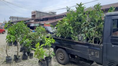 Bibit Tanaman Buah Unggul Asal Sumatera Utara Ramaikan Pasar Kedai Runding